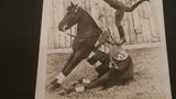 Photograph, Black and White, Circus Act, Trick Female Rider and Horse - Roadshow Collectibles