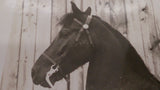 Photograph, Black and White, Circus Act, Trick Female Rider and Horse - Roadshow Collectibles